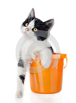 Small kitten in bucket isolated on white