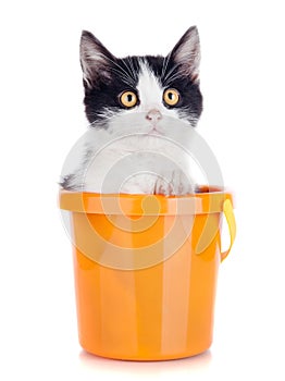 Small kitten in bucket isolated on white