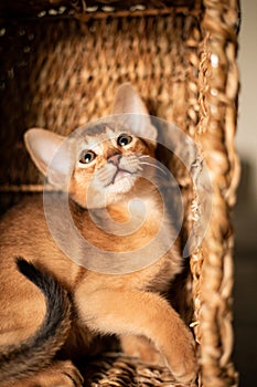 Small kitten cat of the Abyssinian breed sitting in bites wicker brown basket, looks up. Funny fur fluffy kitty at home. Cute