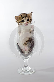 Small kitten color tabby sitting in a clear beer glass