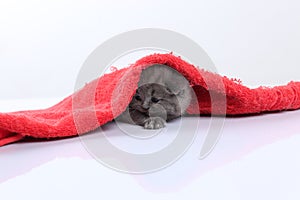 Small kitten covered in a red towel