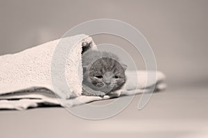 Small kitten covered in a towel