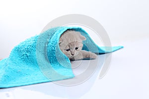 Small kitten covered in a towel