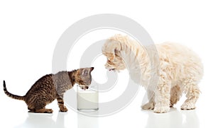 Small kitten and dog craving the same milk