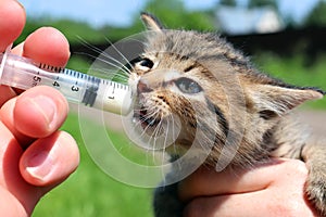 A small kitten drinks milk from a syringe on the street.