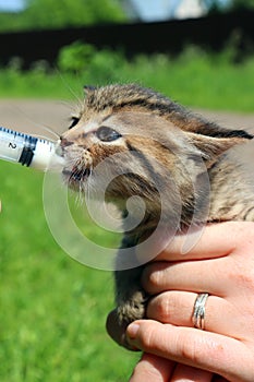 A small kitten drinks milk from a syringe on the street.