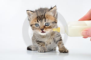 Small kitten eating milk from the bottle