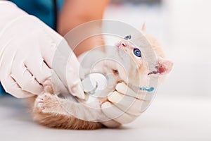 Small kitten examination at the veterinary doctor - close up