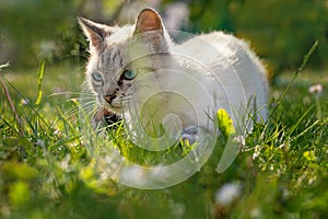 Small kitten in garden