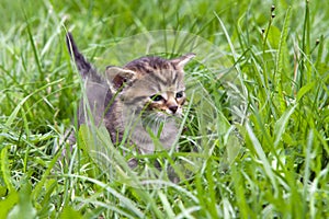 Small kitten in the grass