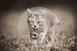 Small kitten in the grass, Sephia tonality