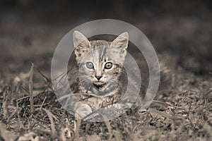 Small kitten in the grass, Sephia tonality