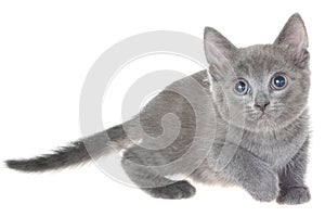 Small kitten gray playing isolated
