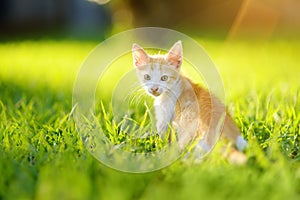 Small kitten on green grass meadow on bright sunny summer day. Cute kitty. Ginger pussycat. Lost pets