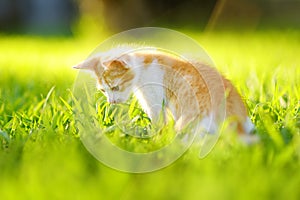 Small kitten on green grass meadow on bright sunny summer day. Cute kitty. Ginger pussycat. Lost pets