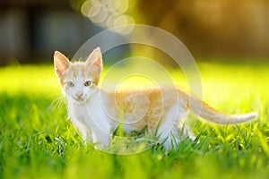 Small kitten on green grass meadow on bright sunny summer day. Cute kitty. Ginger pussycat. Lost pets