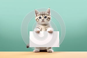 small kitten holding up a blank sign against a green background. domestic pets and creative marketing. very cute and inn