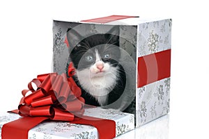 Small kitten inside gift box