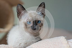 Small kitten laying. Purebred 2 month old Siamese cat with blue almond shaped eyes on beige playground background. Concepts of