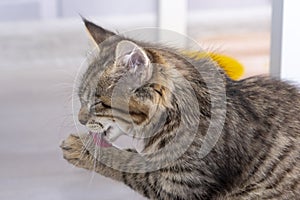 A small kitten licks its paws at the window with its tongue.