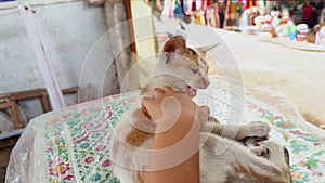 A small kitten lounges on a patterned fabric with a blurred background of hanging clothes and child pay with cat