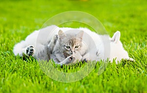 Small kitten lying with sleepy puppy on green grass