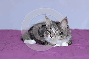 Small kitten maine coon in lying on a purple duvet