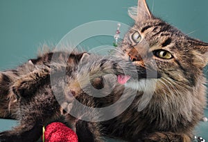 Small kitten with mother cat among Christmas stuff