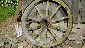 Small kitten and old carriage wheel