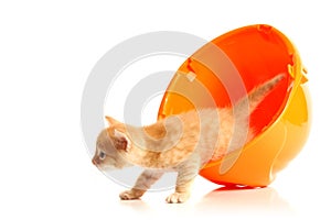 Small kitten and orange hardhat