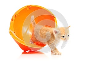 Small kitten and orange hardhat