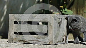 Small kitten playing in a crate outdoors