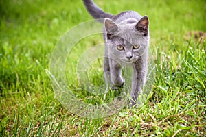 A small kitten is playing in the green grass and looking at the camera. A kitten is in the village learning to hunt. Playing with