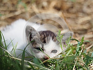 Small kitten resting in the heat of the sun, mollerussa, lerida, spain, europe