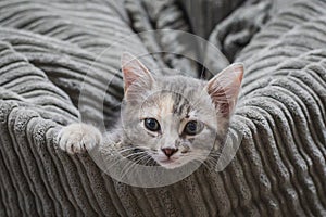 Small kitten resting on the sofa with eyes on camera