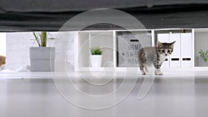 Small kitten running on floor under sofa in modern light interiors. Curious playful funny striped kitty. Domestic Cat