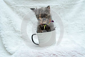 This small kitten\'s playful energy knows no bounds as they stick half their body inside a white blank mug