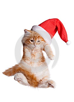 Small kitten in a santa hat.