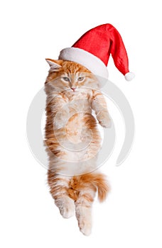 Small kitten in a santa hat.