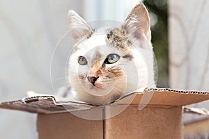 A small kitten sits in a cardboard box and looks out of the box cautiously