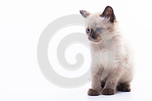A small kitten sits and looks thoughtfully. Isolated on white background. Concept of goods for cats, veterinary clinic
