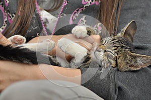 Small kitten sitting on a girl`s lap. Stroking and hugging mascot