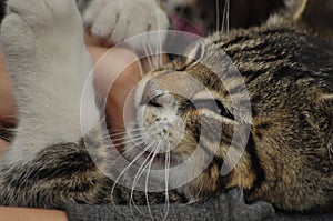 Small kitten sitting on a girl`s lap. Stroking and hugging mascot, pet