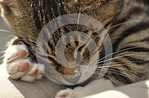 Small kitten sitting on a girl`s lap. Stroking and hugging mascot, pet