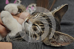 Small kitten sitting on a girl`s lap. Stroking and hugging mascot, pet