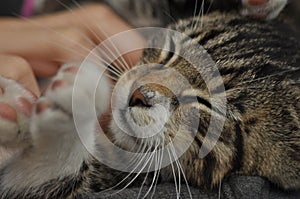 Small kitten sitting on a girl`s lap. Stroking and hugging mascot, pet