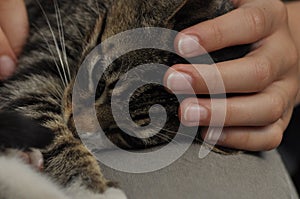 Small kitten sitting on a girl`s lap. Stroking and hugging mascot, pet