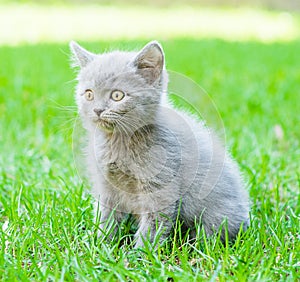 Small kitten sitting on green grass