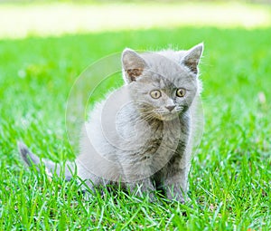 Small kitten sitting on green grass