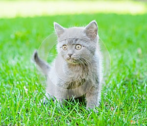 Small kitten sitting on green grass